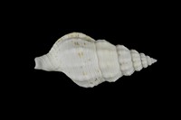 藏品(峨螺)的圖片